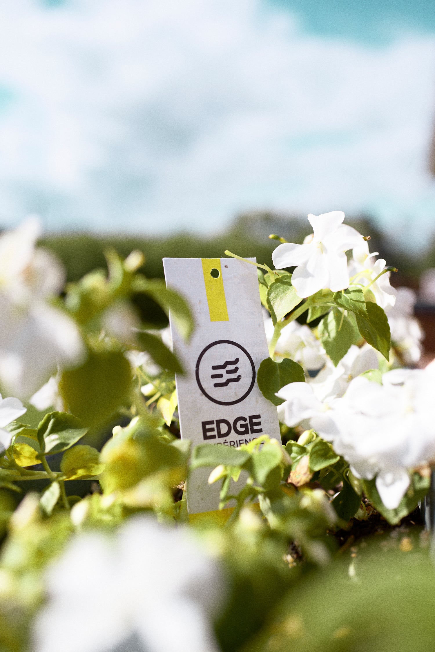 Étiquette de vêtement écologique contenant des graines de fleurs sauvages à planter, combinant style et engagement durable.