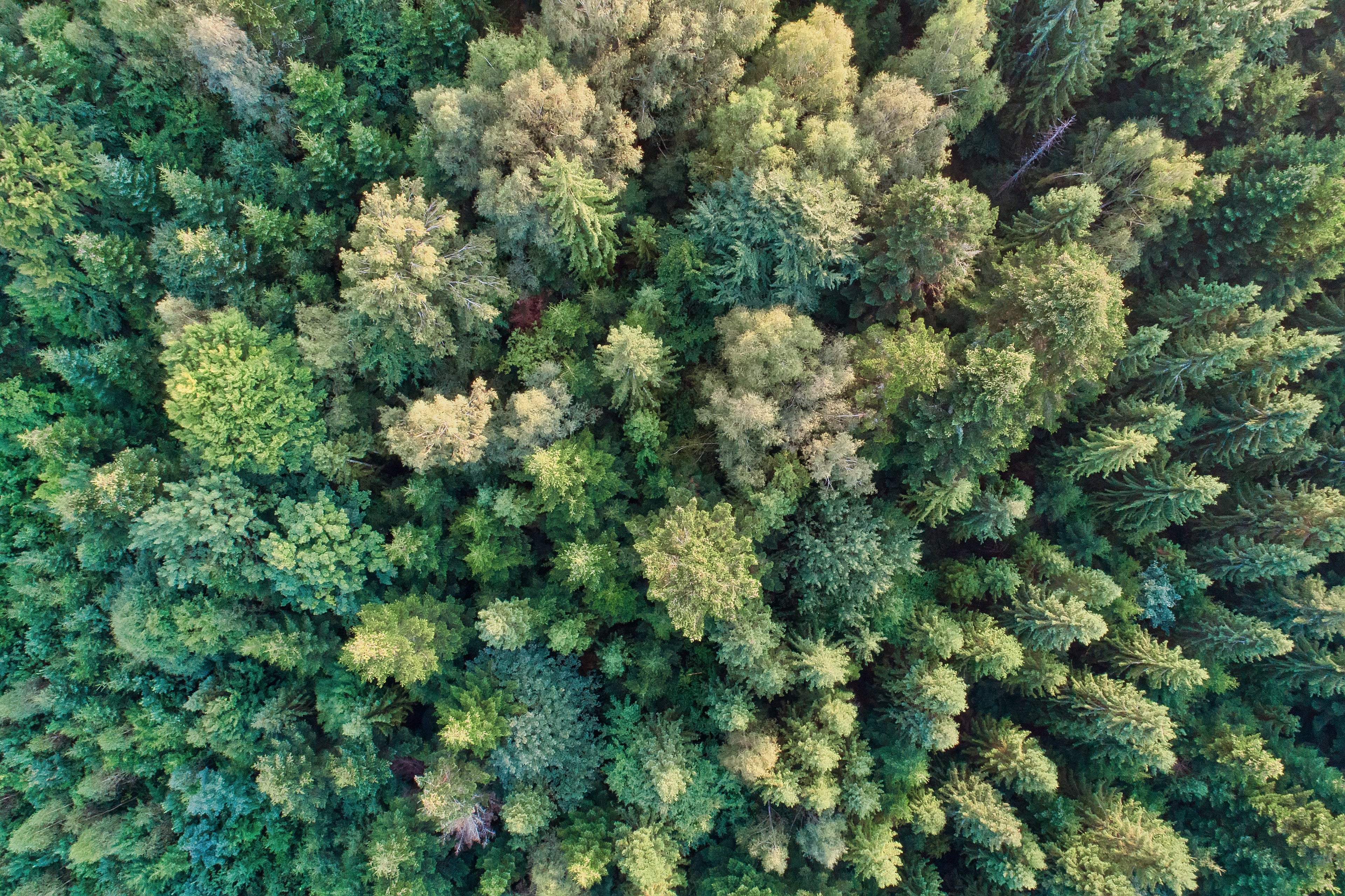 Tissu doux et confortable en Tencel® (Lyocell), une fibre écologique fabriquée à partir de pulpe de bois transformée avec un solvant non toxique. Une matière durable et respectueuse de l'environnement.